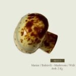 Mantar Çikolata